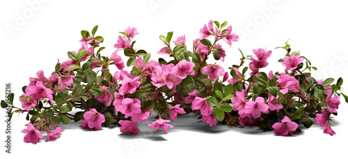 bush of flowers on transparent background, png photo