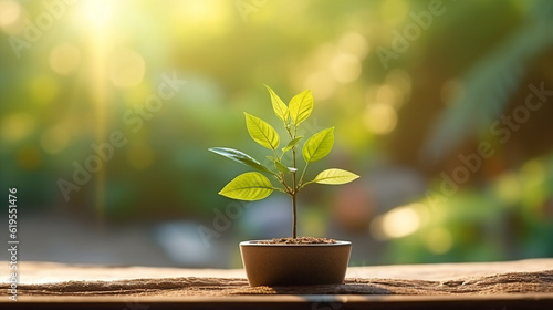Plant in pot on wooden table with sunlight and bokeh background