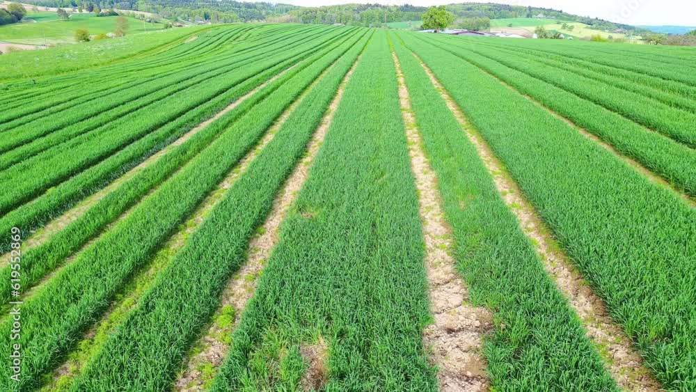 Agricultural field with unripe plants growing in rows and paths in the countryside
