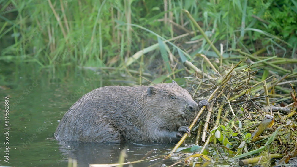 Eurasian beaver wild animal Castor fiber Eurasian beaver wild animal Castor fiber