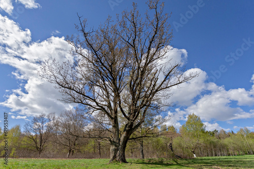 tree in the field