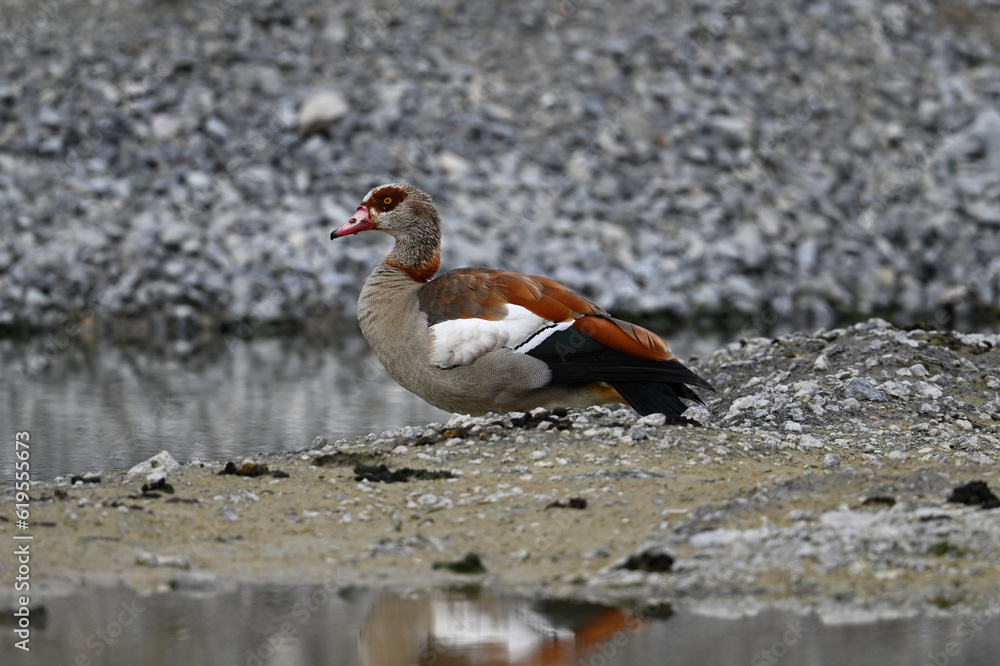 Egyptian goose // Nilgans (Alopochen aegyptiaca) Egyptian goose // Nilgans (Alopochen aegyptiaca)
