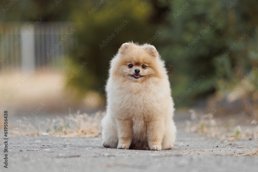 The dog breed pomeranian spitz The dog breed pomeranian spitz