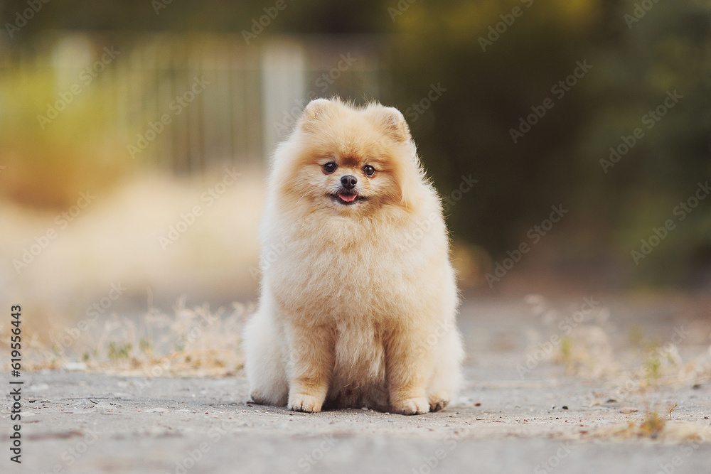 The dog breed pomeranian spitz