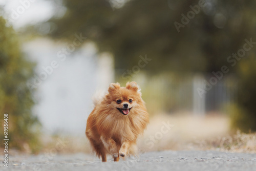 The dog breed pomeranian spitz © Даша Швецова