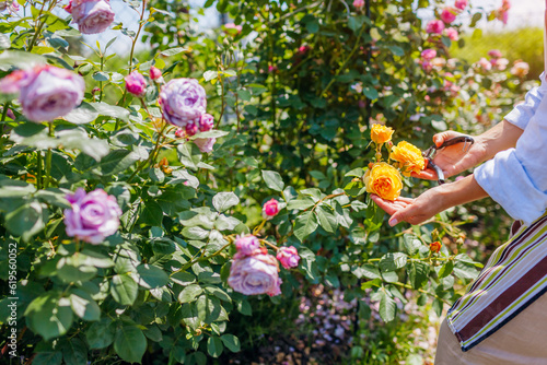 Gardener enjoys blooming roses flowers in summer garden. Woman checking Novalis and Graham Thomas rose photo