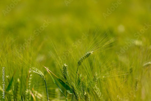 green wheat field