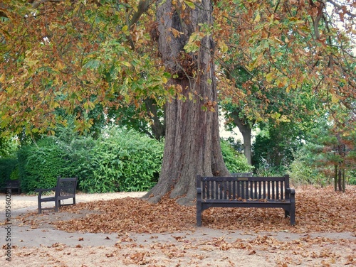 West London Leafy Autumnal Park with Bench 
