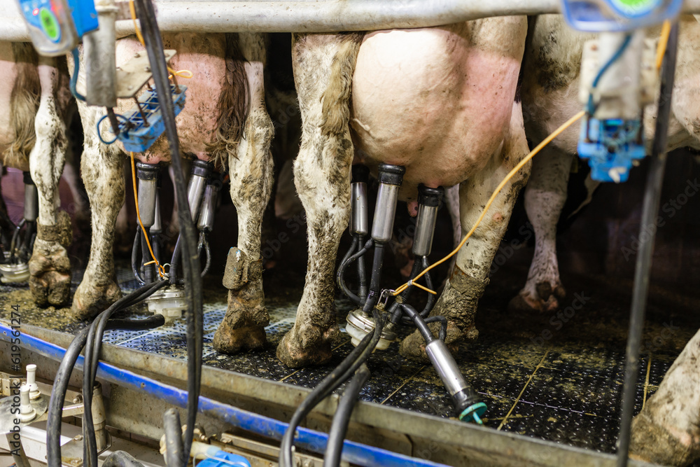 Closeup view of machine milking the cow in a factory farm.