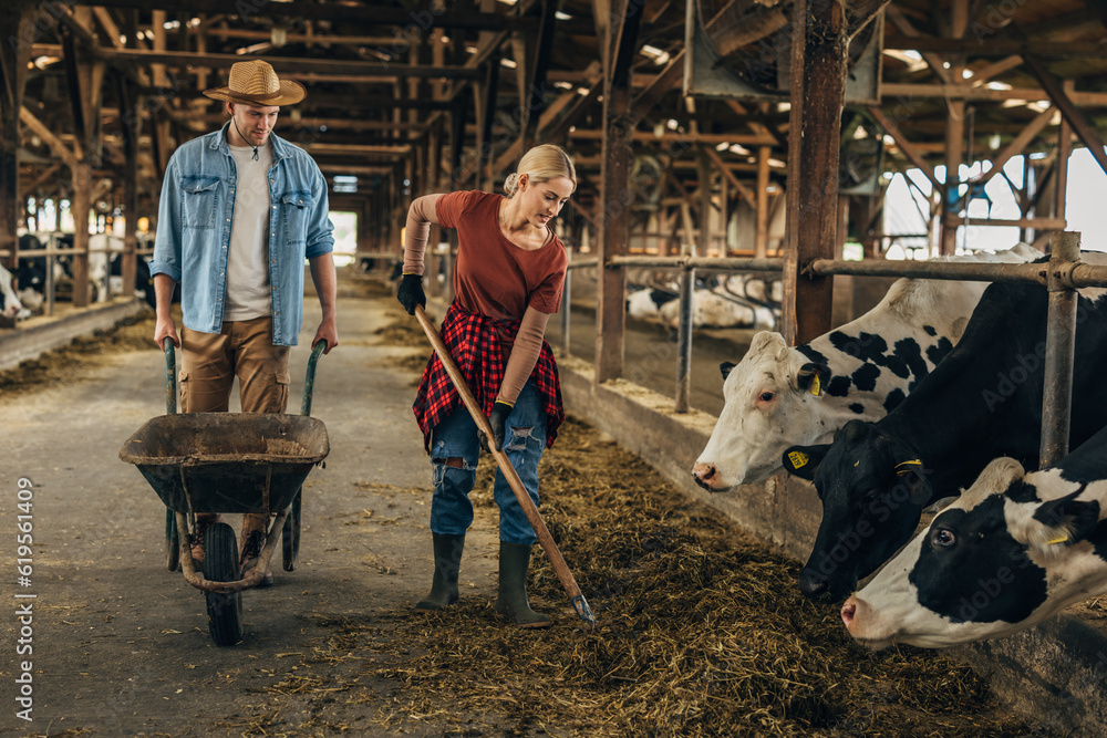 Woman and man working together at te animal farm. Woman and man working together at te animal farm.