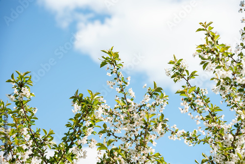Blooming apple tree against the sky