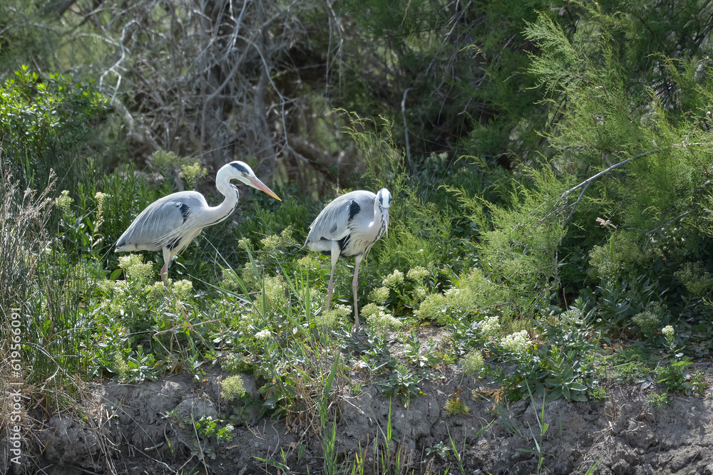 Fototapeta premium héron cendré - Camargue - France
