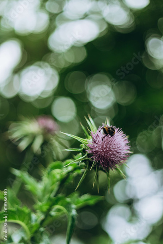 purple thistle flower, a favorite of bees and butterflies, in Brera botanical garden, part of the Academy complex, Milan city center, Italy, Perfect place for having rest, thinking. Relaxation in park