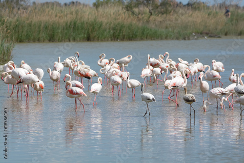 Konstfotografi flamand rose - Camargue - France