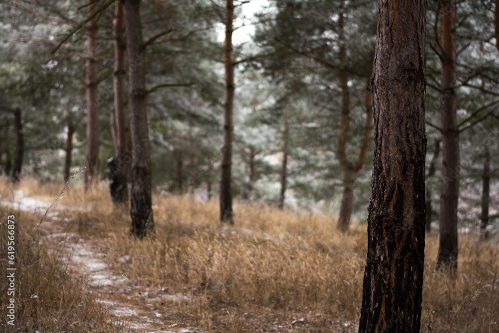 pine forest path between trees in winter pine forest path between trees in winter