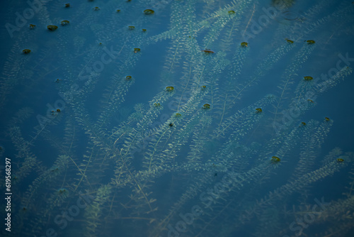 Hydrilla or waterthyme stems submerged in clear, dark water photo
