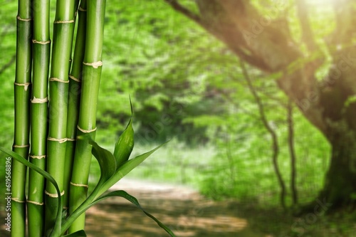 Green cane stalks on plantation background.