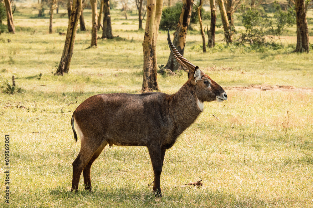 A waterbuck grazing in the wild at Soysambu Conservancy, Naivasha, Kenya A waterbuck grazing in the wild at Soysambu Conservancy, Naivasha, Kenya