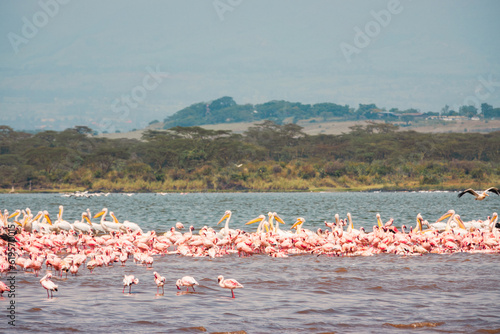 A flock of flamingos at Lake Elementaita against the background of Sleeping Warrior Hill in Soysambu Conservancy in Naivasha, Kenya