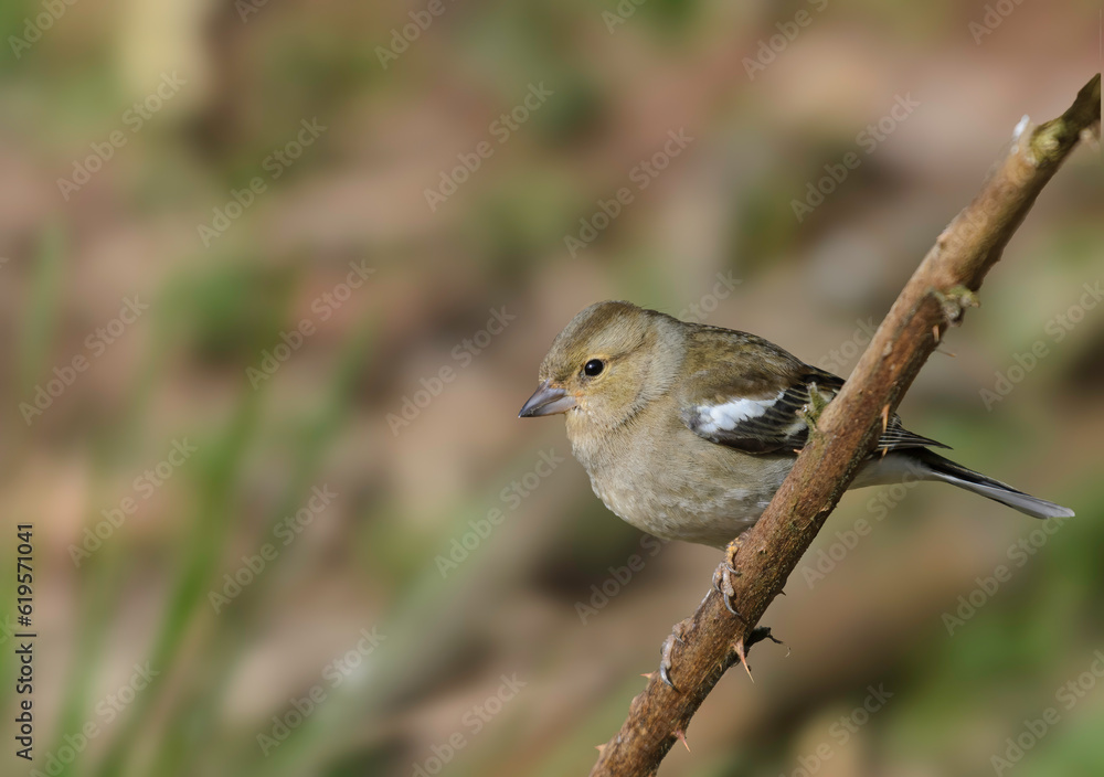 Fototapeta premium Chaffinch, Fringilla coelebs, perched on a bramble stem