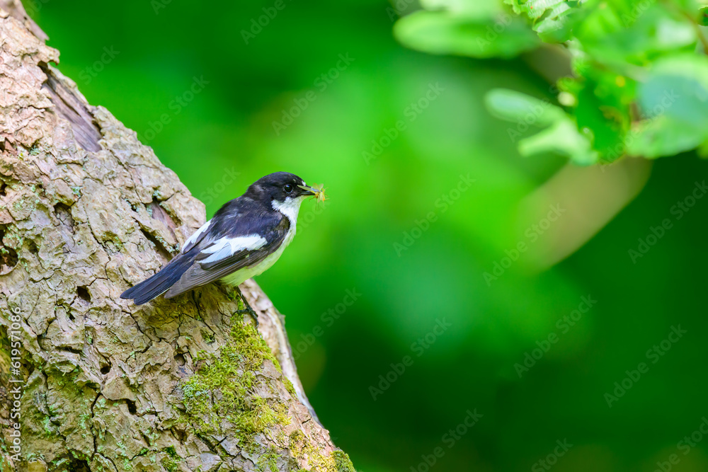 Obraz premium Male Pied Flycatcher, Ficedula hypoleuca, perched on a tree trunk with food.