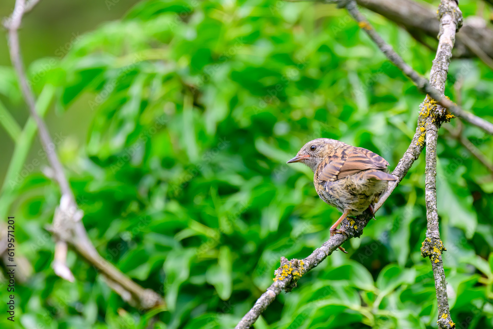 Dunnock, Prunella modularis, perched ona branch Dunnock, Prunella modularis, perched ona branch