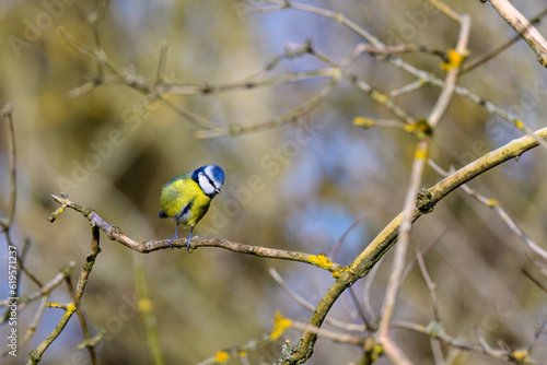Blue Tit, Cyanistes Caeruleus, perched on a tree branch against a blurred background. Winter.