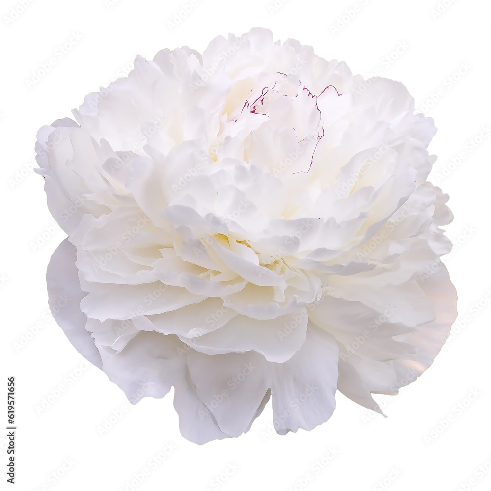 Festiva Maxima peony isolated on white background Festiva Maxima peony isolated on white background