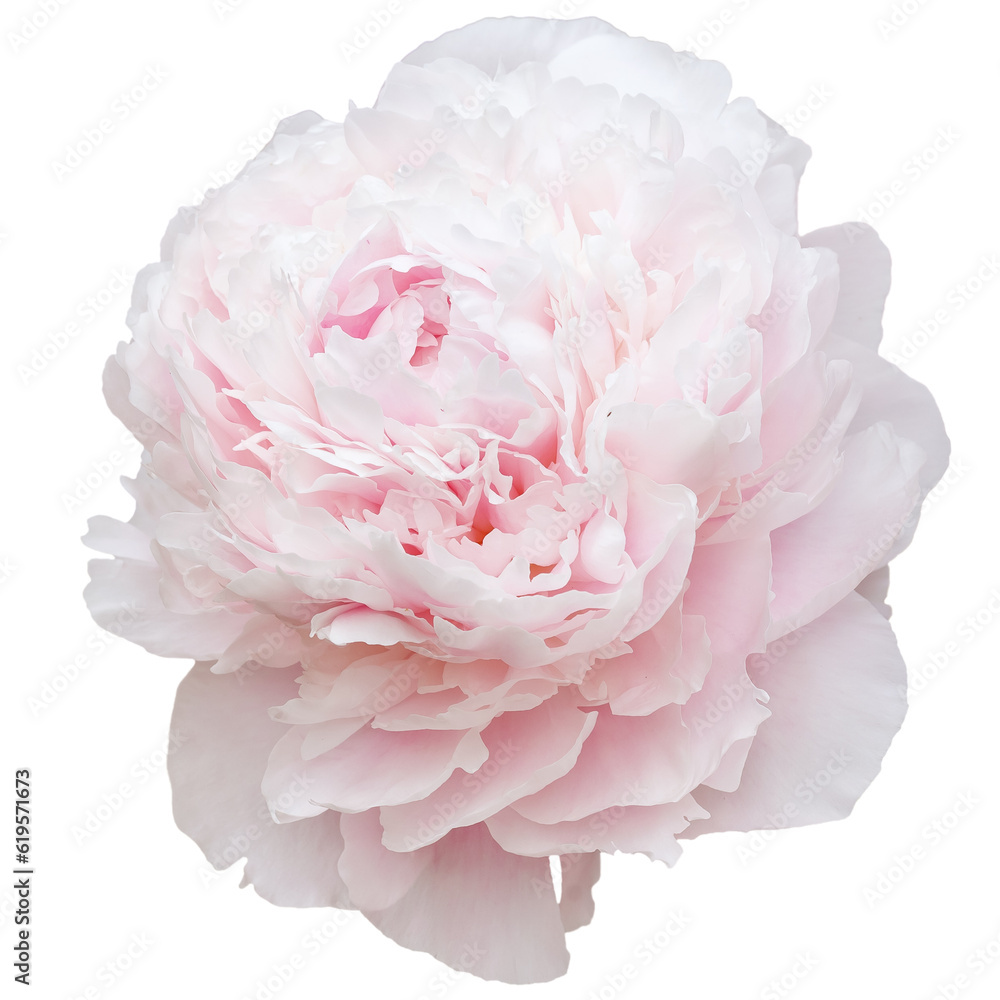 Gentle pink peony isolated white background Gentle pink peony isolated white background