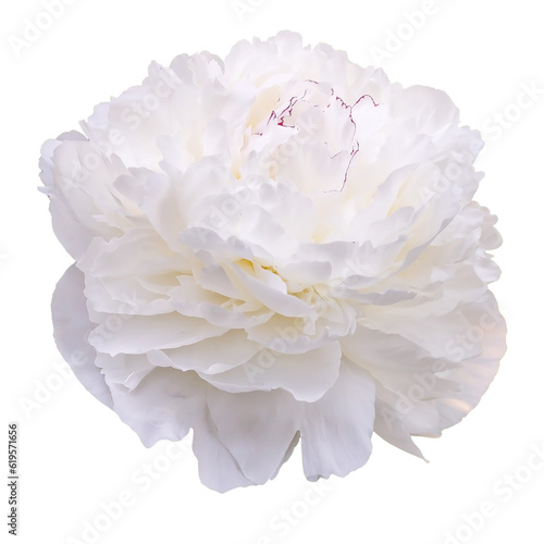 Festiva Maxima peony isolated on white background