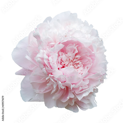 Gentle pink peony isolated white background
