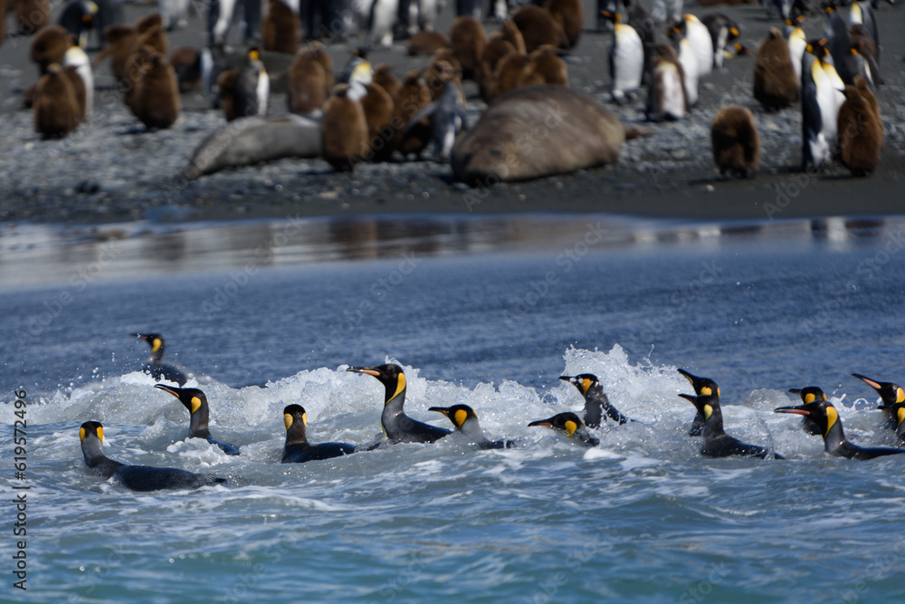 Fototapeta premium King penguins in the water(Aptenodytes patagonicus)