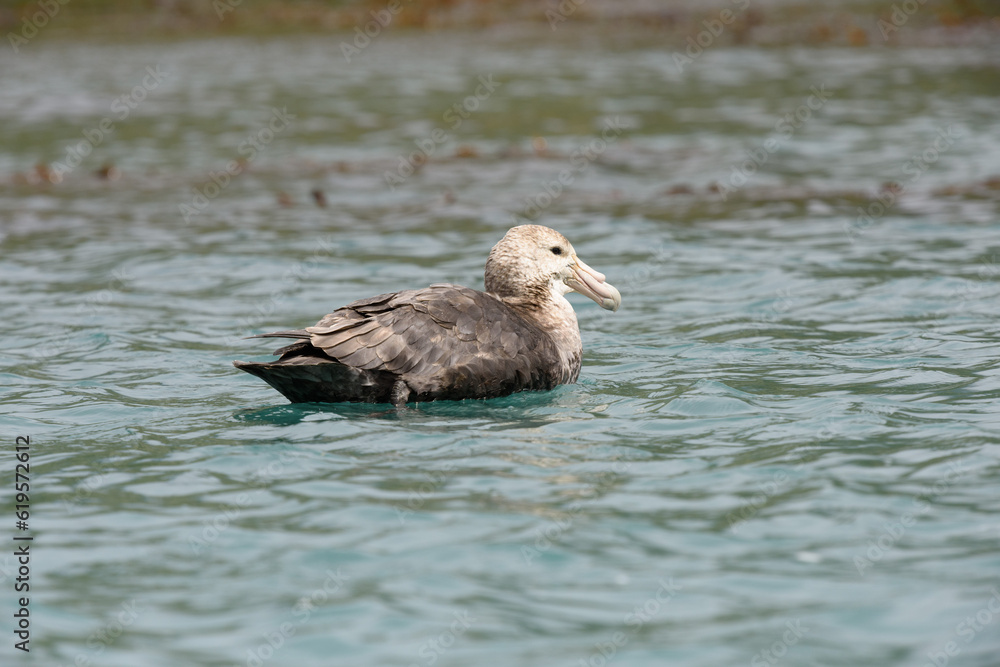 Southern Giant Petrel sitting on water Southern Giant Petrel sitting on water