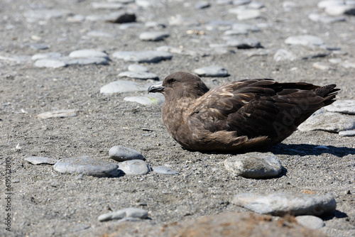 Brown Skua bird seen on South Georgia Island