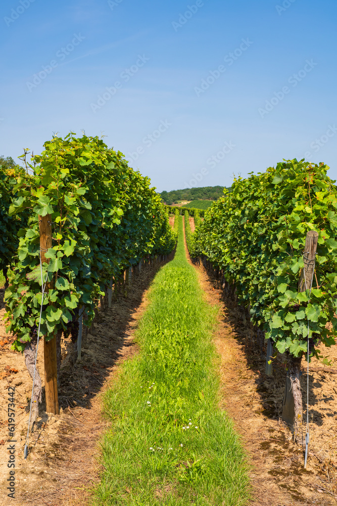 Hike through the vineyards around Siefersheim in Rheinhessen - Germany