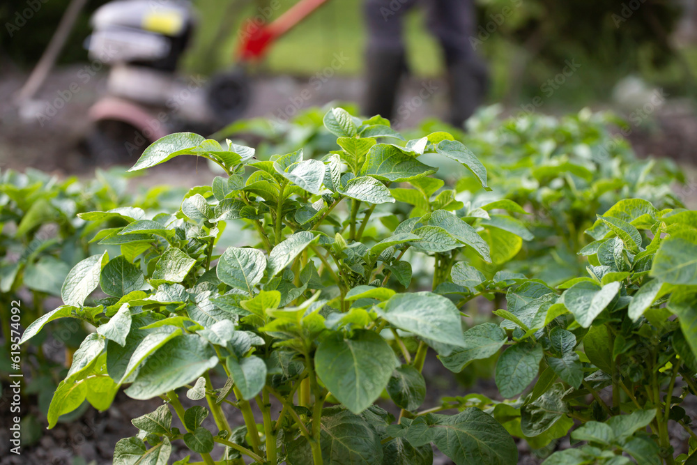 Young potato plants growing from ground on a background of vegetable garden. Young potato plants growing from ground on a background of vegetable garden.