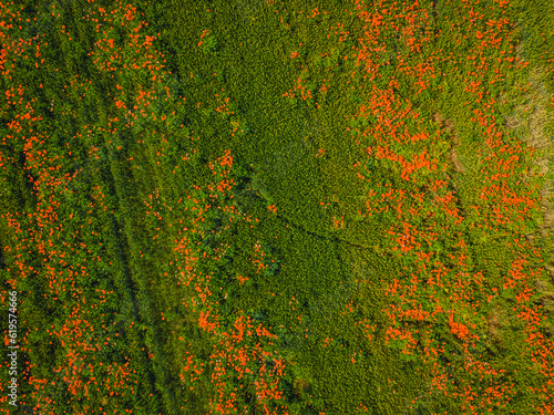Green field with wild poppies in spring  view from a drone. Background of green grass and flowers. Copy space field