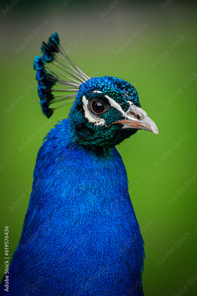 Naklejka premium Pfau 