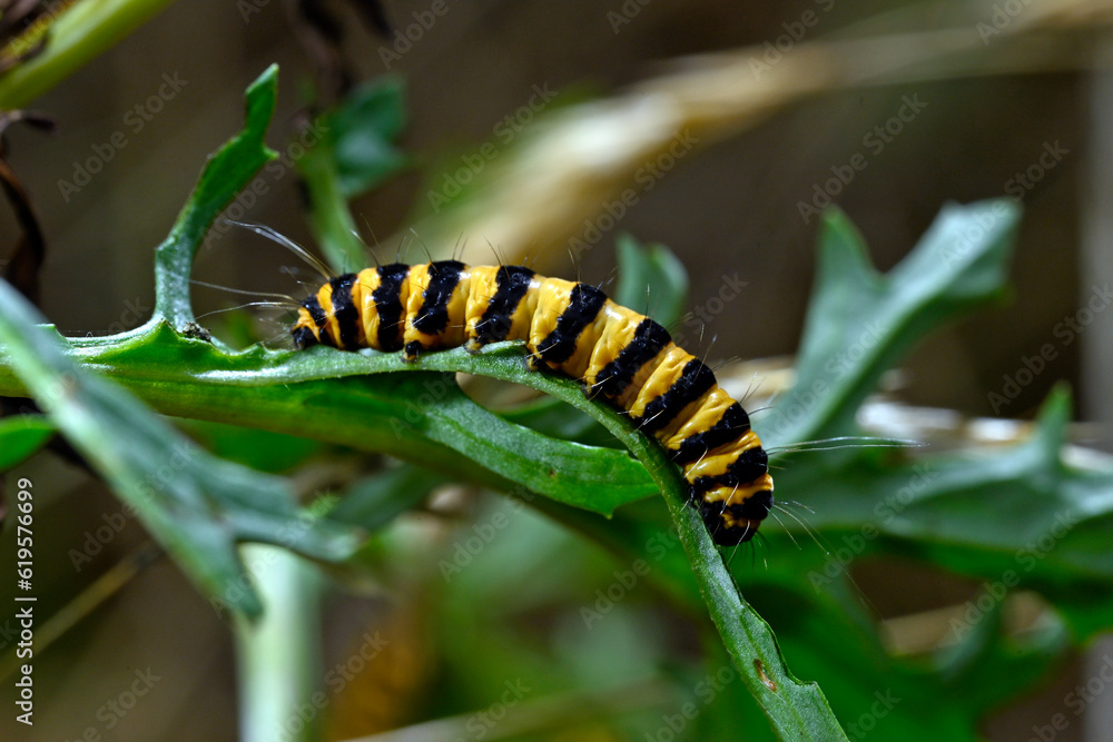 Caterpillar of the Cinnabar moth // Raupe des Jakobskrautbär (Tyria jacobaeae) Caterpillar of the Cinnabar moth // Raupe des Jakobskrautbär (Tyria jacobaeae)