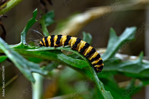 Caterpillar of the Cinnabar moth // Raupe des Jakobskrautbär (Tyria jacobaeae)