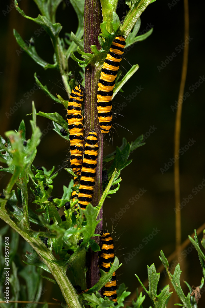 Caterpillar of the Cinnabar moth // Raupe des Jakobskrautbär (Tyria jacobaeae)