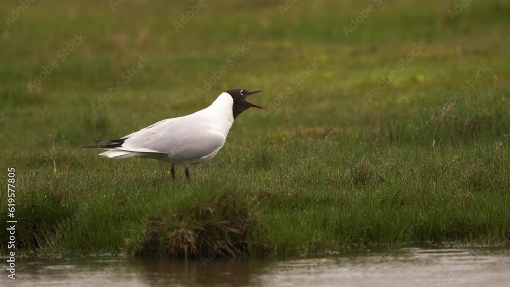 A black-headed gull (Chroicocephalus ridibundus) in summer plumage calling in a meadow in spring A black-headed gull (Chroicocephalus ridibundus) in summer plumage calling in a meadow in spring