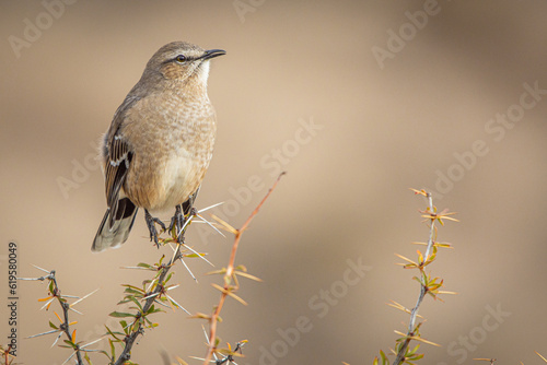 calandria bird photo