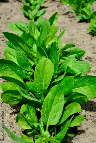 zielony szpinak warzywny (Spinacia oleracea), green spinach leaves, zdrowe warzywo liściowe
