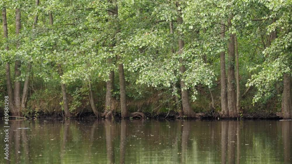 tall trees grow on the shore of the lake tall trees grow on the shore of the lake