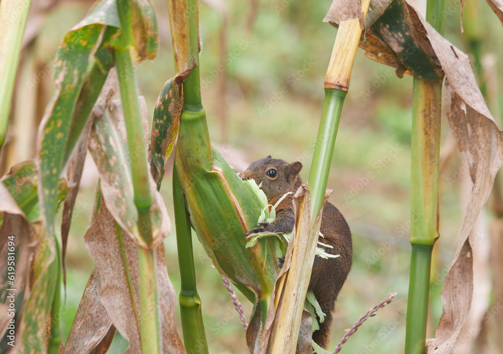 Beautiful squirrel feeding among the corn vegetation on a sunny day Beautiful squirrel feeding among the corn vegetation on a sunny day