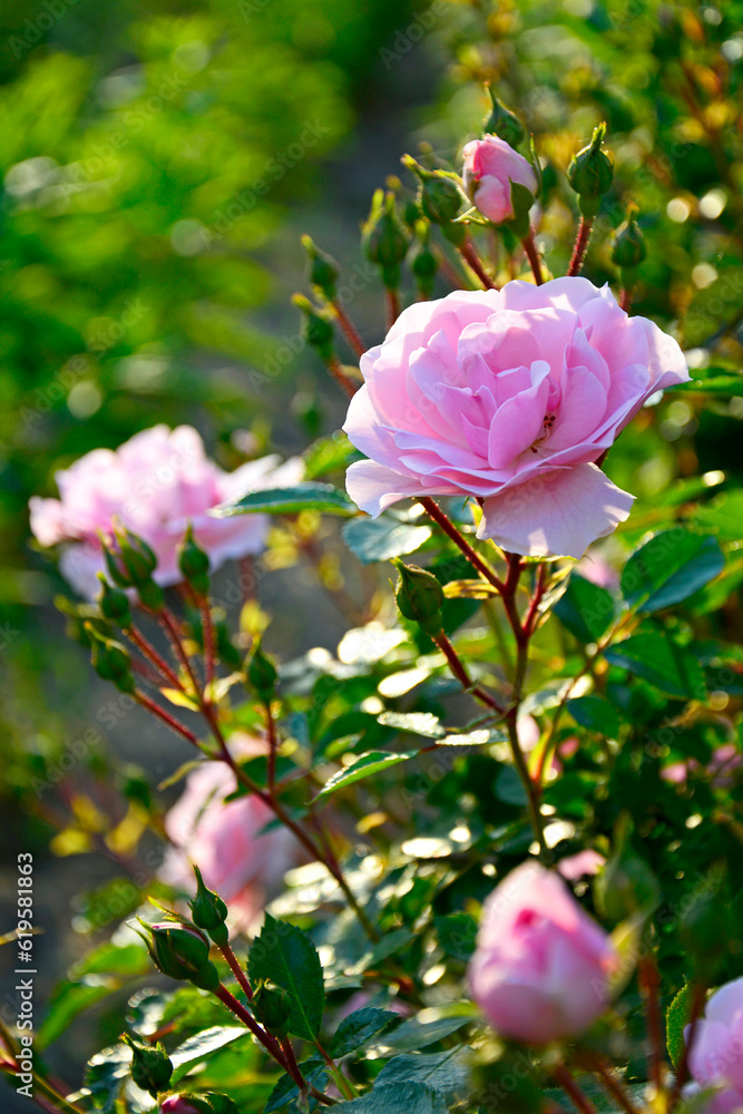 różowa róża w ogrodzie, kwitnący krzew różany, rosa, pink rose in the garden, blooming rose bush