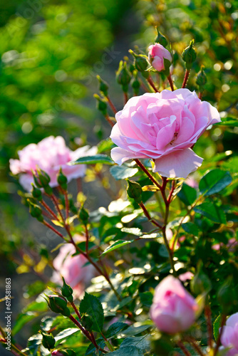 Obraz na płótnie różowa róża w ogrodzie, kwitnący krzew różany, rosa, pink rose in the garden, blooming rose bush
w salonie
