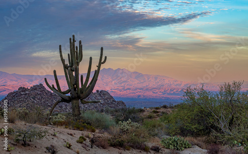 Old Saguaro Cactus At Sunset Time In Arizona