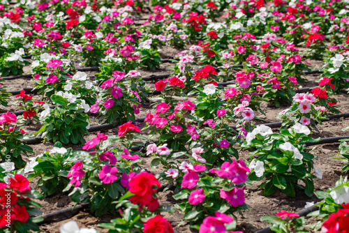 Petunias are white red and pink on flower bed with drip irrigation, selective focus